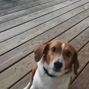 Meet your Posher, Dana